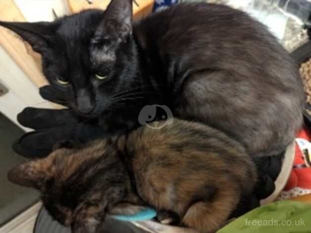 1 female Siamese female kitten for sale in Gosport, Hampshire - Image 2