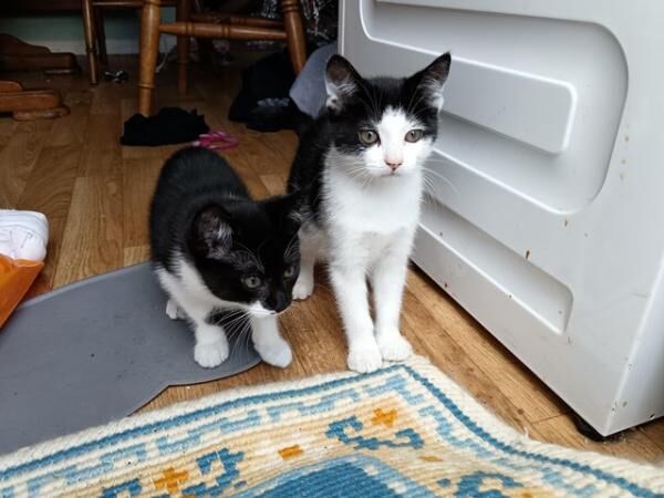 12 week old black and white Siamese cross kittens for sale in South Woodham Ferrers, Essex