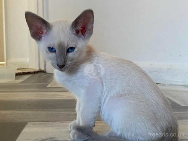 2 Cheeky Pure Siamese Kittens for sale in Ipswich, Suffolk