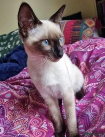 2 kittens khao Manee and Seal Point Siamese for sale in Bishop Auckland, County Durham