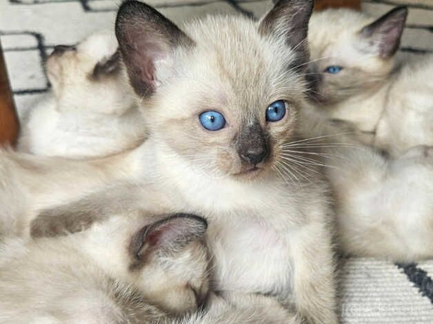 2 stunning male siamese kittens ready in 3 weeks for sale in Coventry, West Midlands