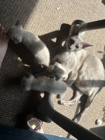 3 gorgeous seal point kittens for sale in Lincoln, Lincolnshire