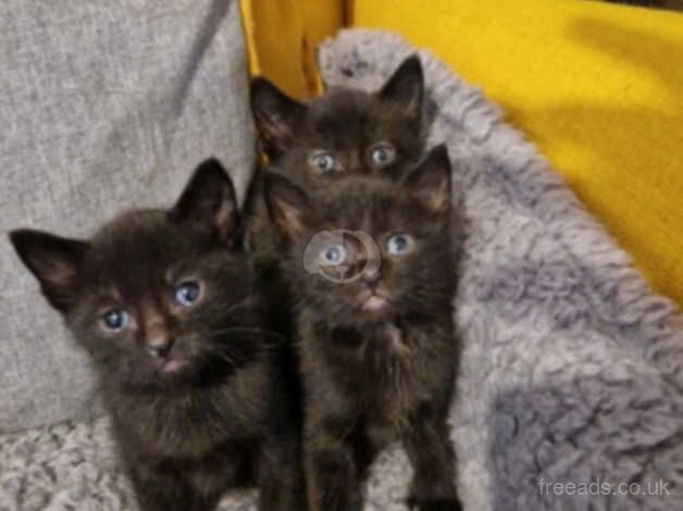 3 half siamese Beautiful kittens ready to go for sale in Barry, Angus