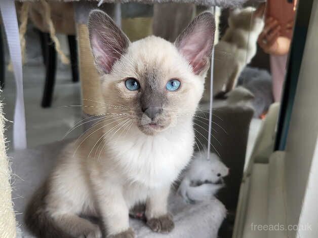 3 Siamese Boys, READY NOW 2 chocolate and one blue point. for sale in York, Lancashire