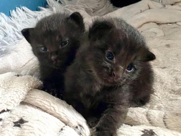 3 Siamese cross Kittens available for sale in Mansfield, Nottinghamshire