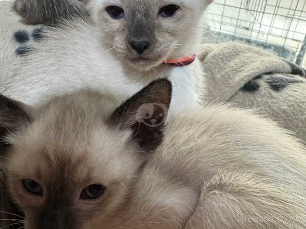 4 very cute seal point tradirional Siamese for sale in Preston, East Lothian