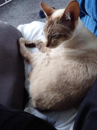 4 years old female cat for sale in Chester-Le-Street, County Durham