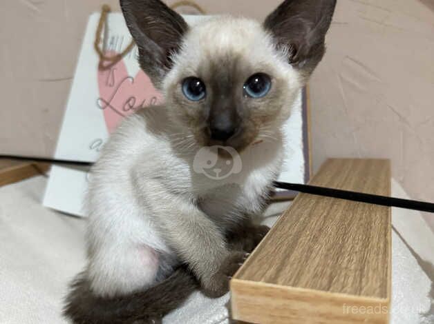 6 cute affectionate Siamese kittens available for sale in Preston, East Lothian