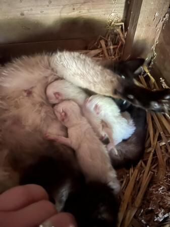 8 week old Rag doll X Siamese male kittens. Microchipped, for sale in Taunton, Somerset