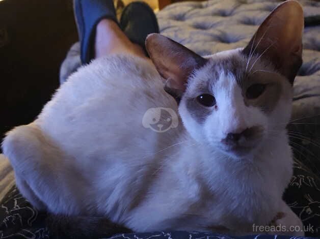 Adorable Female Siamese for sale in Sutton In Ashfield, Nottinghamshire