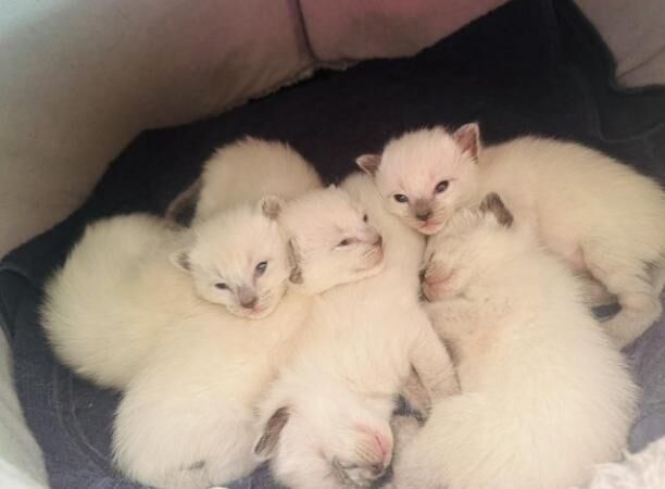 Adorable Ragamese Kittens - Ready to go now for sale in Wisbech, Cambridgeshire