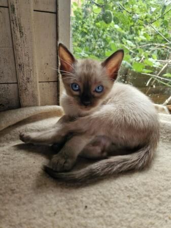 Beautiful 3/4 Bengal, I/4 Siamese babies. for sale in Cambridge, Cambridgeshire