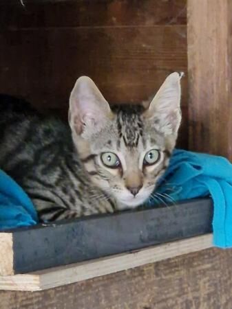 Beautiful 3/4 Bengal, I/4 Siamese babies. for sale in Cambridge, Cambridgeshire - Image 2