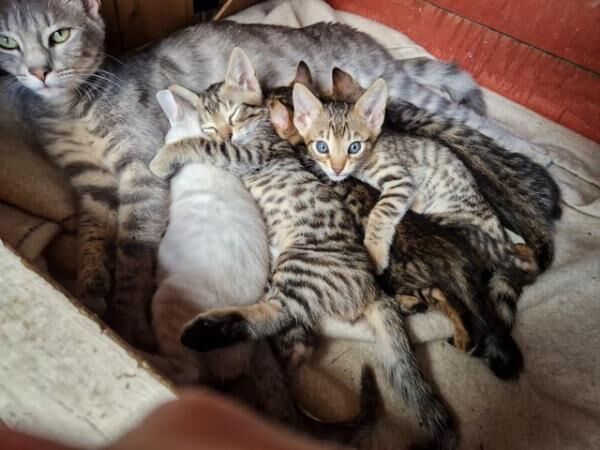 Beautiful 3/4 Bengal, I/4 Siamese babies. for sale in Cambridge, Cambridgeshire - Image 3