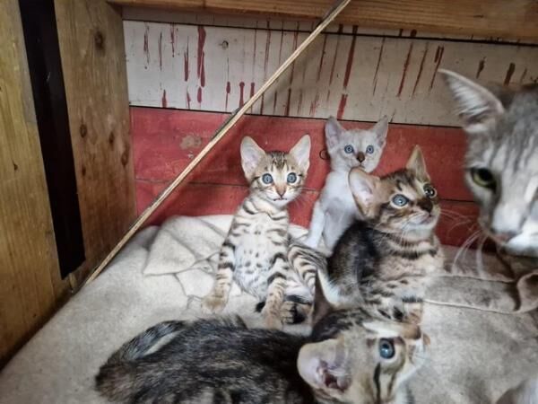 Beautiful 3/4 Bengal, I/4 Siamese babies. for sale in Cambridge, Cambridgeshire - Image 4