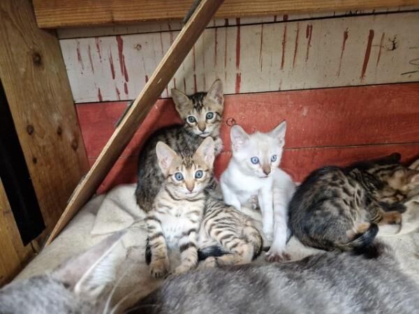 Beautiful 3/4 Bengal, I/4 Siamese babies. for sale in Cambridge, Cambridgeshire - Image 5