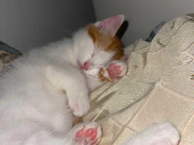 Beautiful Affectionate Healthy Happy Kittens for sale in Lenham Forstal, Kent