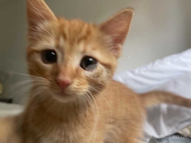 Beautiful Affectionate Healthy Happy Kittens for sale in Lenham Forstal, Kent - Image 2