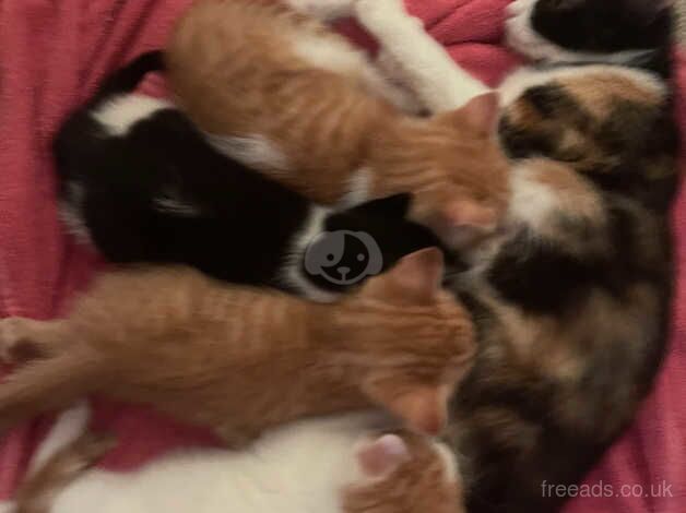 Beautiful Affectionate Healthy Happy Kittens for sale in Lenham Forstal, Kent - Image 3