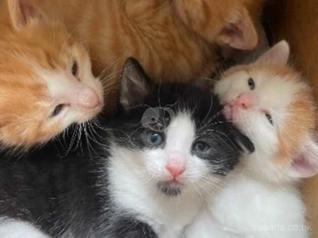 Beautiful Affectionate Healthy Happy Kittens for sale in Lenham Forstal, Kent - Image 4