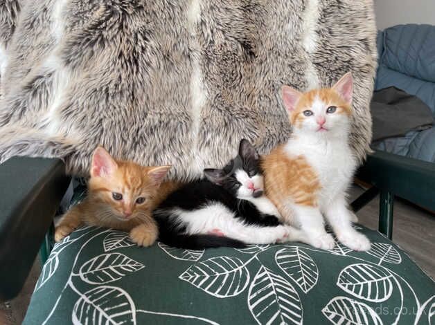 Beautiful Affectionate Healthy Happy Kittens for sale in Lenham Forstal, Kent - Image 5