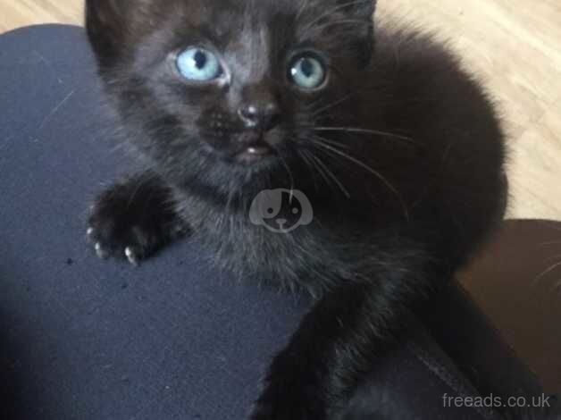 Beautiful Black Siamese Kitten NEEDS HOME NOW for sale in Paignton, Devon