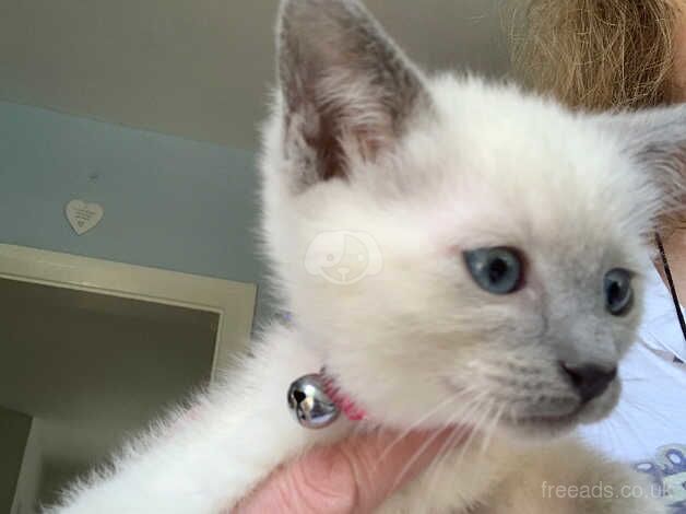 Beautiful female kitten blue point for sale in Macclesfield, Cheshire