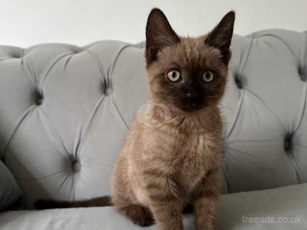 beautiful kitten for sale in Bradford, West Yorkshire