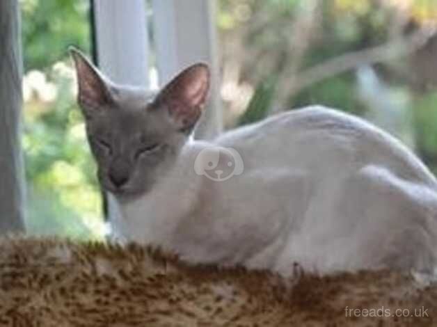 TICA Registered Siamese Kittens For Sale