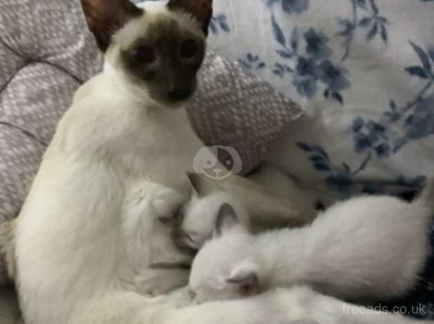 Beautiful little Siamese boy for sale in Macclesfield, Cheshire