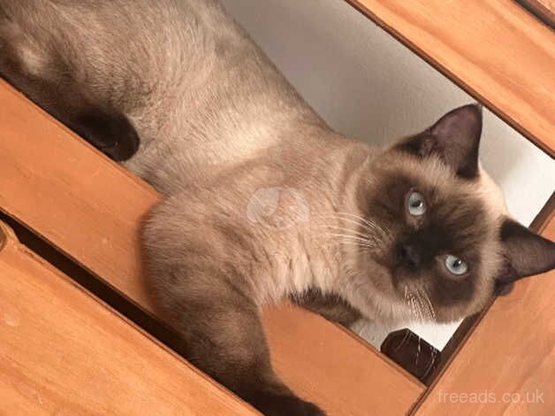 Beautiful Male Siamese for sale in Croydon, Croydon, Greater London