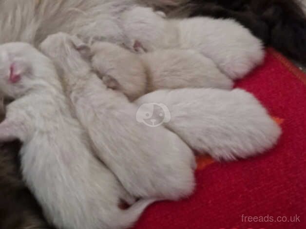 Beautiful Ragamese babies for sale in Bradford, West Yorkshire