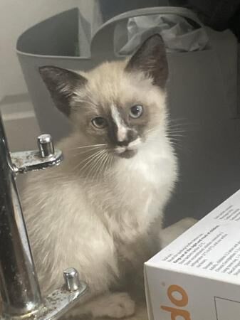 Beautiful Siamese Cross Domestic Kittens x 3 for sale in Cramlington, Northumberland