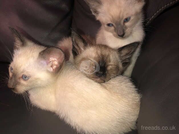 Beautiful Siamese kittens for sale in Manchester, Greater Manchester