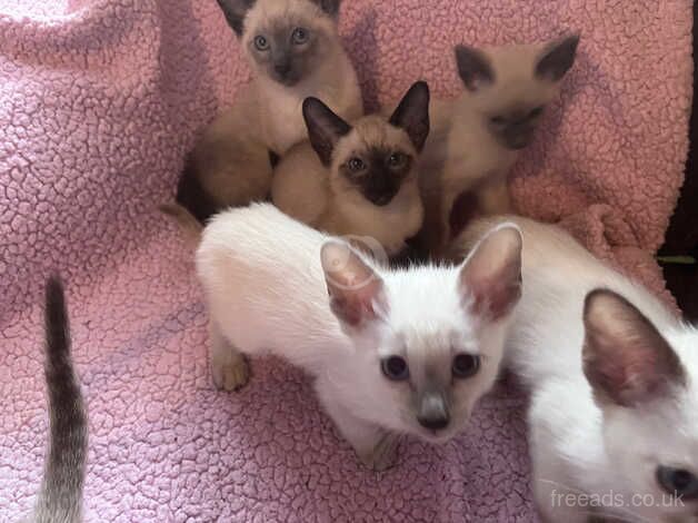 Beautiful Siamese kittens ready to go end of June £600 each for sale in Manchester, Greater Manchester