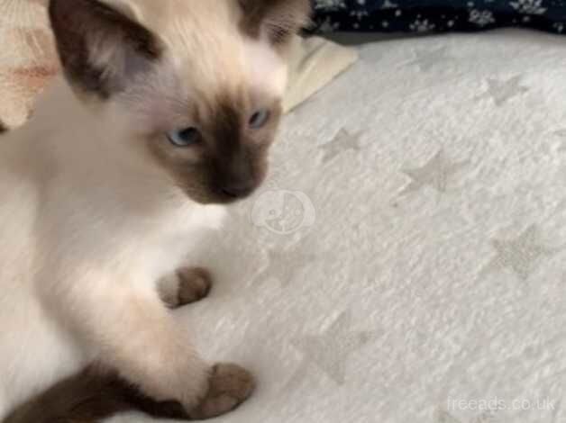 Beautiful stocky kittens Siamese with a pinch of ragdoll for sale in Macclesfield, Cheshire