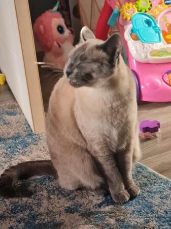 Blue point female siamese for sale in Preston, Lancashire