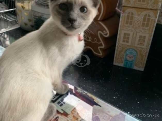 Blue point girl kitten for sale in Macclesfield, Cheshire