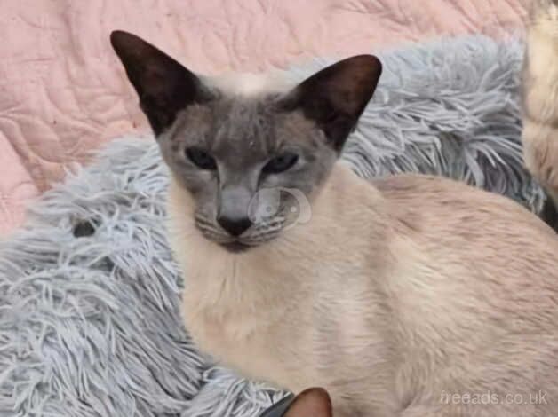 Blue Point Siamese and Blue Tabby Oriental for sale in Barton-Upon-Humber, Lincolnshire