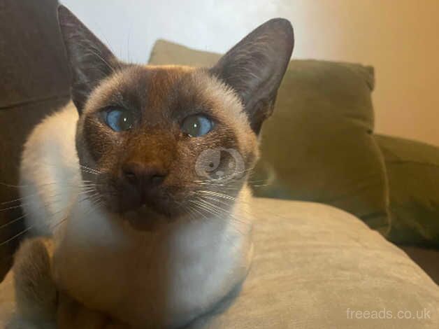 Chocolate point Siamese boy for sale in Burry Port/Porth Tywyn, Carmarthenshire