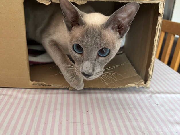 Female blue point for sale in Cambridge, Scottish Borders