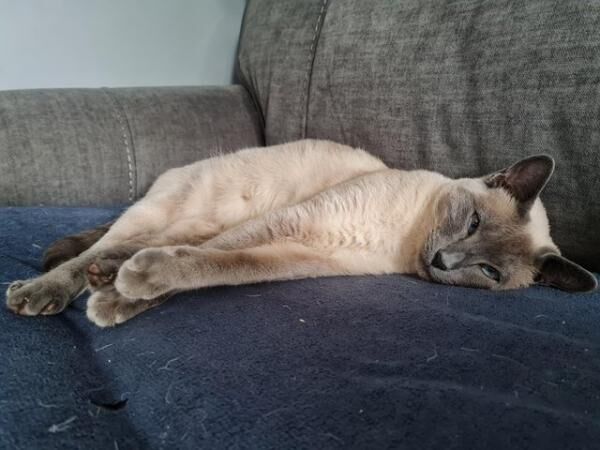 Female blue point siamese for sale in Preston, Lancashire