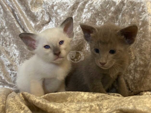 Friendly SIamese and Oriental Kittens looking for love for sale in Peterborough, Cambridgeshire