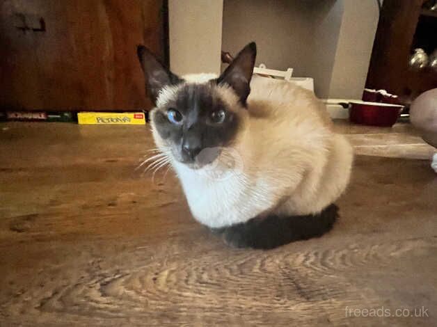 GCCF Old Style Siamese Boy for sale in Peterborough, Cambridgeshire