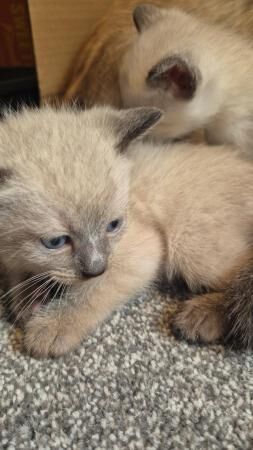 Gorgeous Siamese kittens 3 left for sale in Matlock, Derbyshire