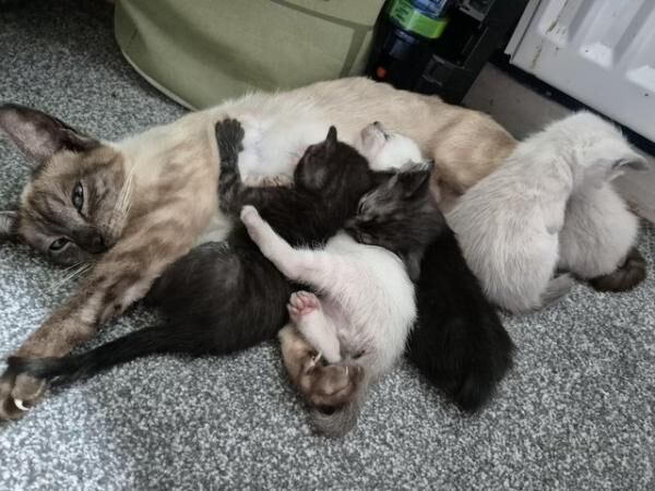 Gorgeous Siamese kittens 3 left for sale in Matlock, Derbyshire - Image 4