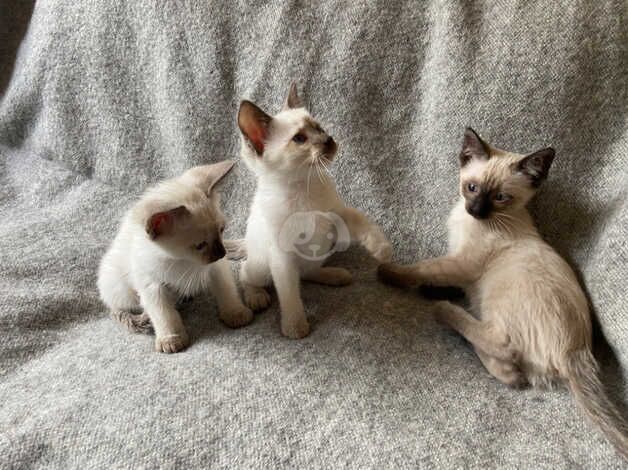 Gorgeous Traditional Siamese Kittens for sale in Ventnor, Isle of Wight