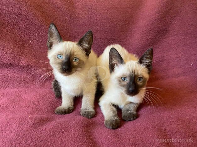 Gorgeous Traditional Siamese Kittens for sale in Ventnor, Isle of Wight