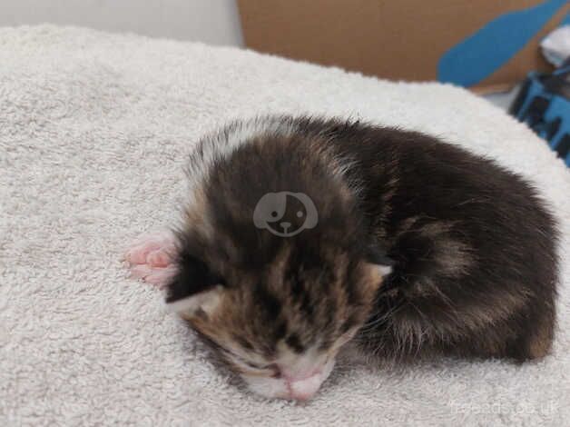 I have 4 gorgeous kittens 2 males and 2 females for sale in Coalville, Leicestershire - Image 3