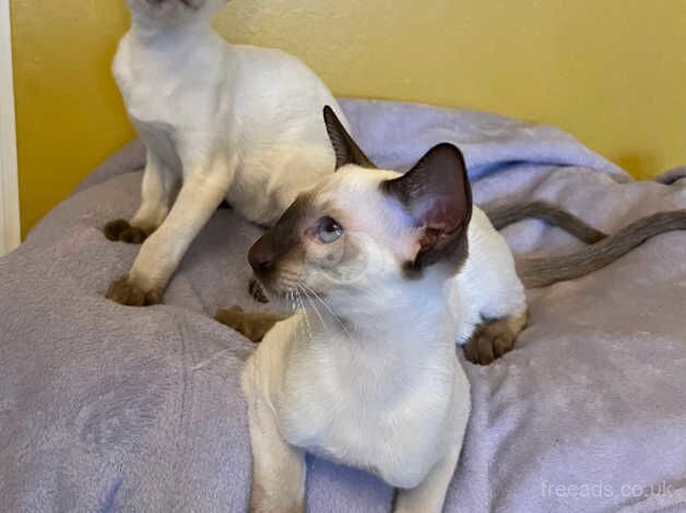 Last two peterbald boys ready to leave for sale in Edinburgh, City of Edinburgh